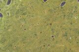 Polished Atlantisite Slab - Western Tasmania #221641-1